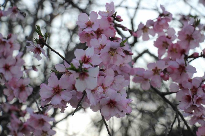 Badem Ağaçları Baharı Çiçeklerle Karşıladı