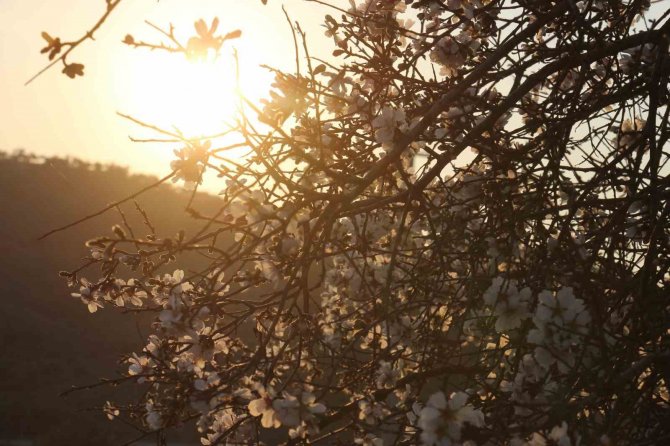 Badem Ağaçları Baharı Çiçeklerle Karşıladı