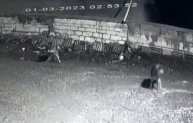 Kastamonu’da Kurt Sürüsü Gece Vakti Köyü Bastı