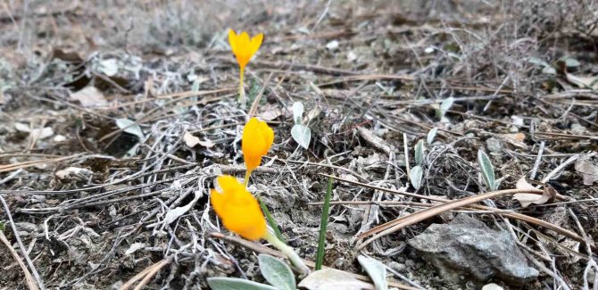 Bolu’nun Yüksek Kesimlerinde Karlar Erimeye Başladı