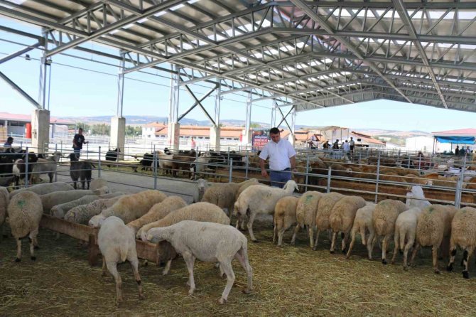 Çorum’da Hayvan Pazarları Kapatıldı