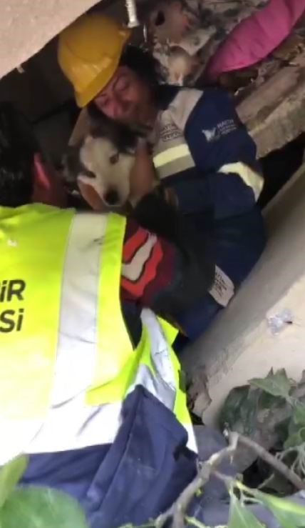 “Aleks” Adlı Köpek Depremden 23 Gün Sonra Hatay’da Enkazdan Çıkarıldı