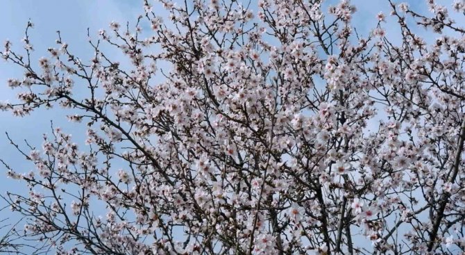 Edirne’de Badem Ağaçları Erken Çiçek Açtı