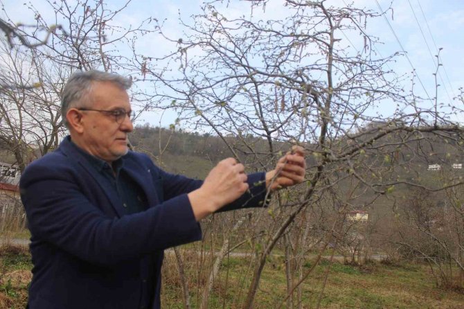 Fındık İçin Kış Kurak Geçince Nisan Yağmurları Bekleniyor