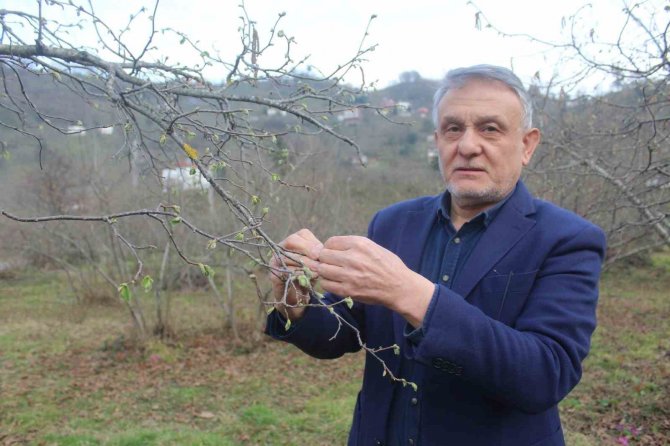 Fındık İçin Kış Kurak Geçince Nisan Yağmurları Bekleniyor