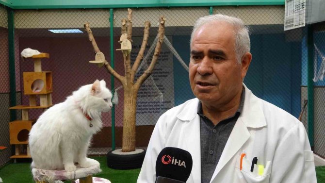 2023 Yılının İlk Yavru Van Kedileri Dünyaya Geldi