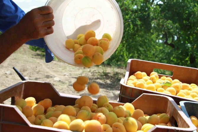 “Deprem, Dünyanın Kayısı Başkenti Malatya’da Kayısı İhracatını Da Etkileyebilir”