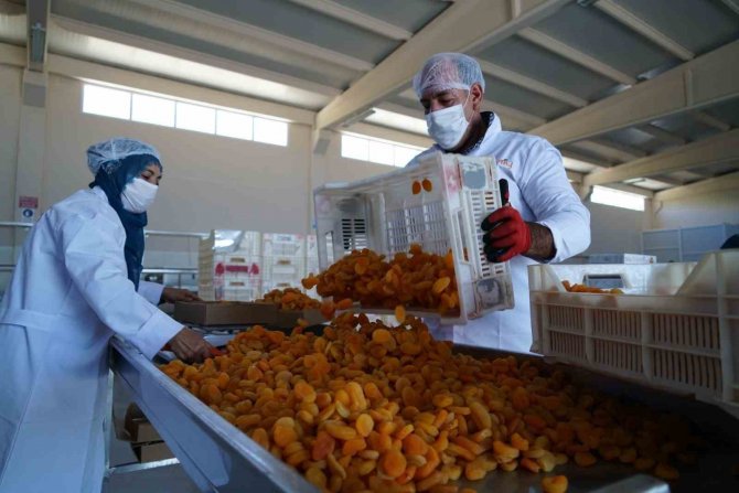 “Deprem, Dünyanın Kayısı Başkenti Malatya’da Kayısı İhracatını Da Etkileyebilir”