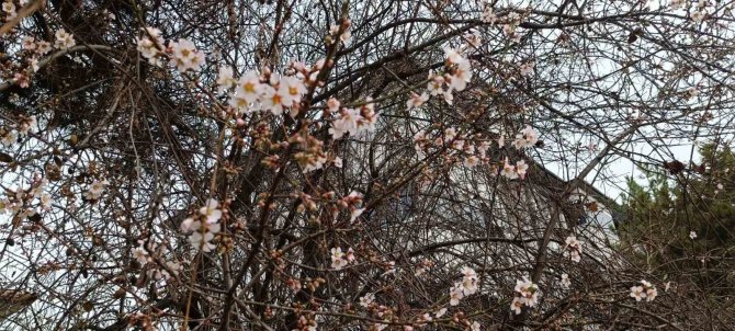 Karabük’te Badem Ağaçları Çiçek Açtı