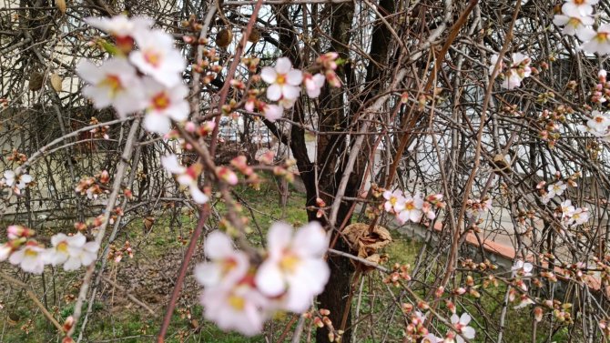 Karabük’te Badem Ağaçları Çiçek Açtı