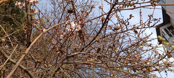 Karabük’te Badem Ağaçları Çiçek Açtı
