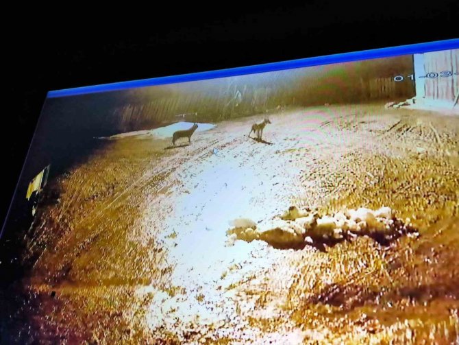 Kastamonu’da Kurt Sürüsü Gece Vakti Köyü Bastı