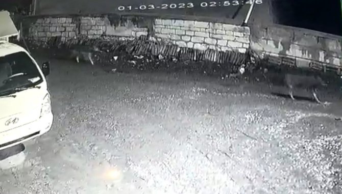 Kastamonu’da Kurt Sürüsü Gece Vakti Köyü Bastı