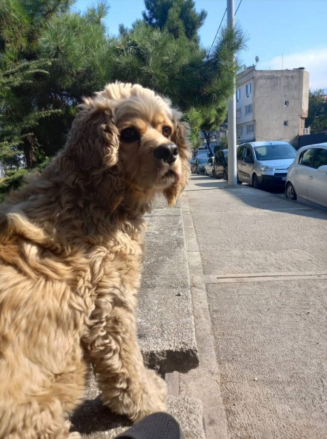 Köpeğini 5 Kez Buldu, 6. Kez Çaldılar