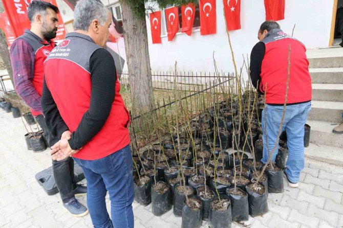 Dalaman’ın 11 Kırsal Mahallesinde ‘Kaya İ̇nciri’ Fidanları Toprakla Buluştu