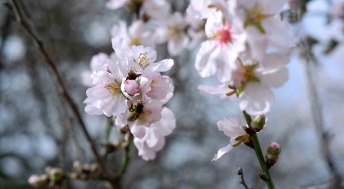 Edirne’de Badem Ağaçları Erken Çiçek Açtı