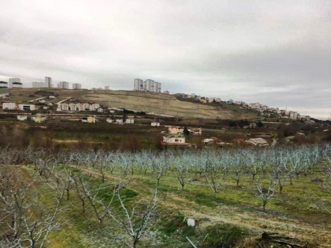 Meyvelerde Bordo Bulamacı Uygulama Zamanı