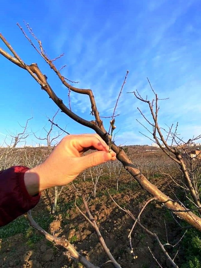 Meyvelerde Bordo Bulamacı Uygulama Zamanı