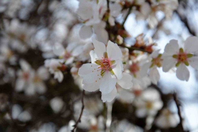Balıkesir’de Ağaçlar Erken Çiçek Açtı