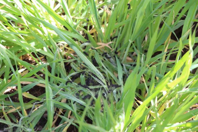 Şırnak’ta Tırtıl İstilası, Köylüler Tedirgin