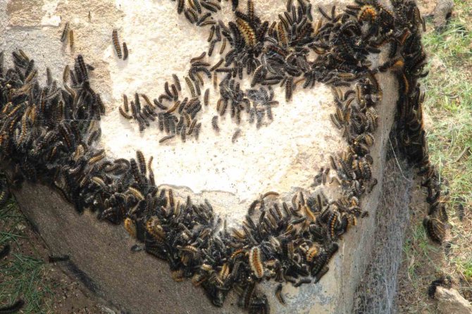 Şırnak’ta Tırtıl İstilası, Köylüler Tedirgin