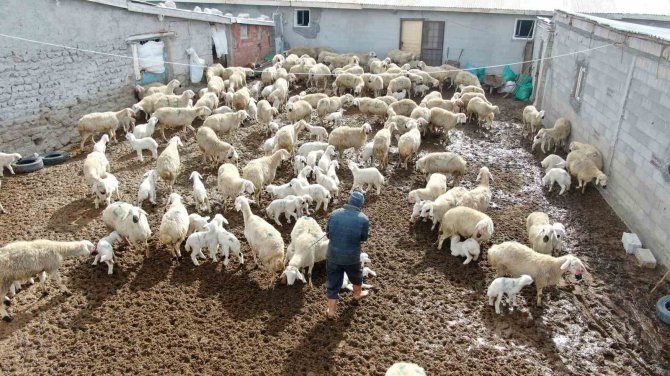 Kuzuların Anneleriyle Buluştuğu Anlar Görenlere Tebessüm Ettirdi