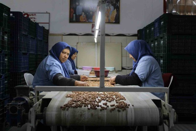 Osmaniye’de Fabrikalar Yer Fıstığı Üretimi İçin Mesai Yapıyor