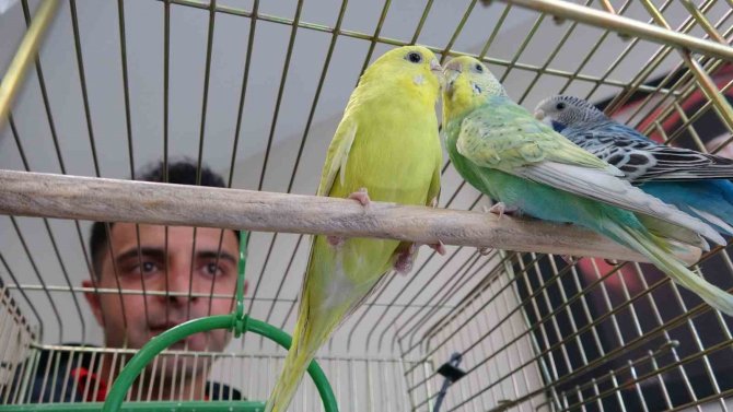 Enkazdan Çıkarılan Muhabbet Kuşları Van Polisine Emanet