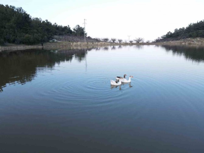 Marmara Gölü Kurudu Göçmen Kuşlar Rotayı Sülüklü Göle Çevirdi