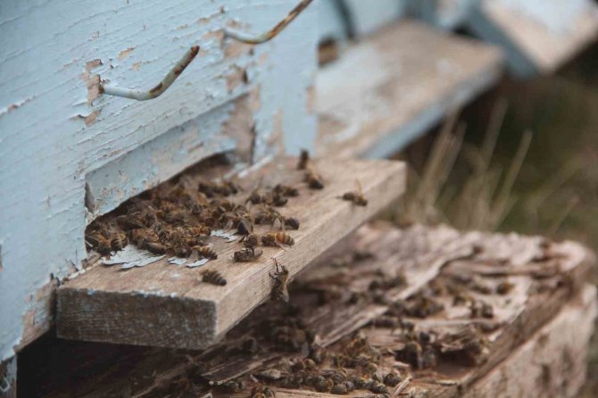 Arıcıların Tek Umudu Bahar Aylarının Yağışlı Geçmesi