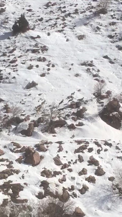 Yüksekova’da Dağ Keçileri Sürü Halinde Görüntülendi