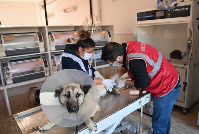 Beyoğlu’nun Veteriner Hekimleri Kahramanmaraş’ta Depremzede Hayvanları Tedavi Ediyor