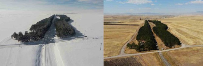 Kars’ta 20 Bin Çam Ağacı Görenleri Büyülüyor