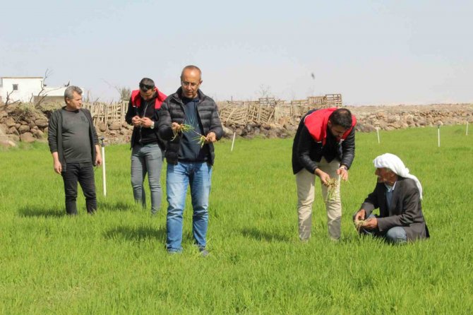 Köyleri İstila Eden Tırtıl İle İlgili Çalışmalar Devam Ediyor