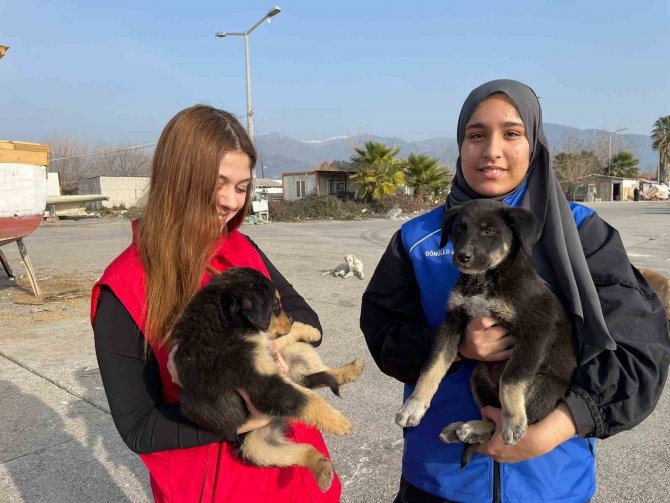 Almanya’da Yaşayan Gurbetçi, Depremzede Sokak Hayvanlarını Unutmadı