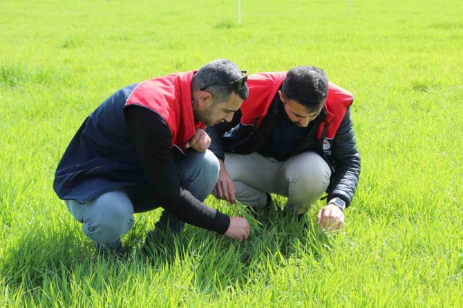 Köyleri İstila Eden Tırtıl İle İlgili Çalışmalar Devam Ediyor