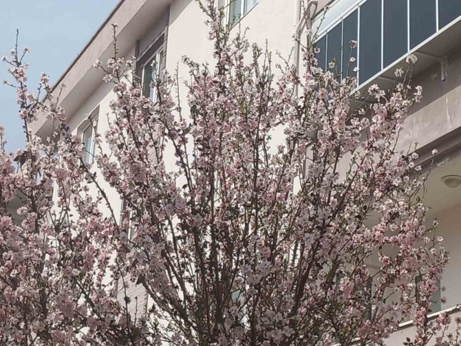 Muğla’da Badem Ağaçları Çiçek Açtı