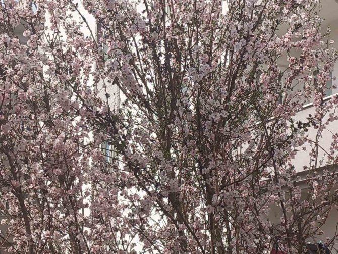 Muğla’da Badem Ağaçları Çiçek Açtı