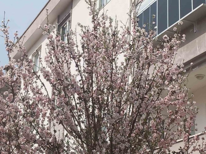 Muğla’da Badem Ağaçları Çiçek Açtı