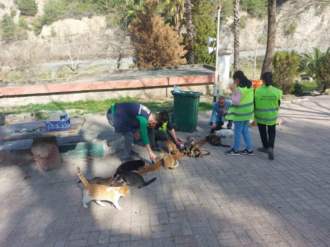 Osmaniye’de Sokak Hayvanlarına Mama Desteği