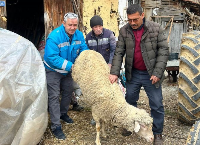 Simavlı Çiftçiler, Deprem Bölgesine 73 Küçükbaş Ve 1 Büyükbaş Hayvan Bağışı Yaptı