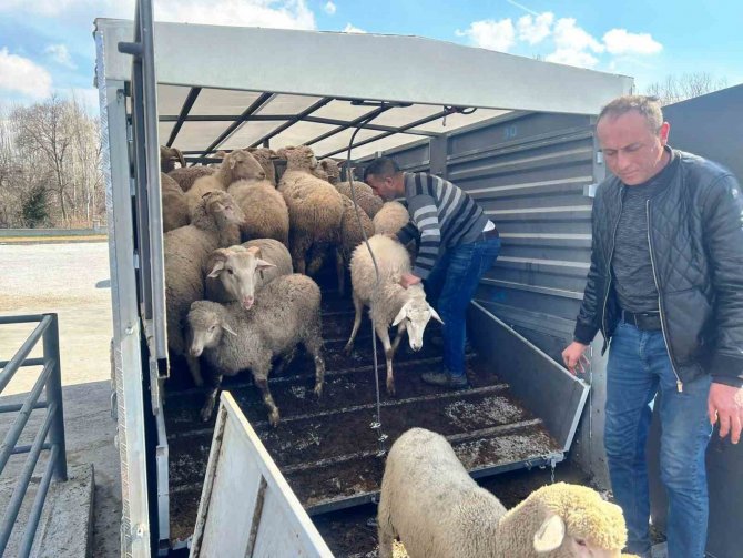 Simavlı Çiftçiler, Deprem Bölgesine 73 Küçükbaş Ve 1 Büyükbaş Hayvan Bağışı Yaptı