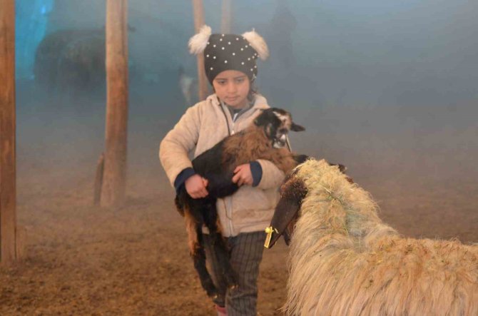 Faraşin Yaylası’nda Kalan Aslan Ailesinin Dört Çocuğu, Yaz-kış Demeden Ev İşlerini Sırtlıyor