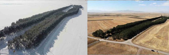 Kars’ta 20 Bin Çam Ağacı Görenleri Büyülüyor