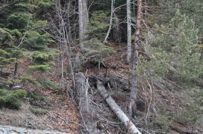 Abant’ta Eriyen Karlar Heyelana Sebep Oldu