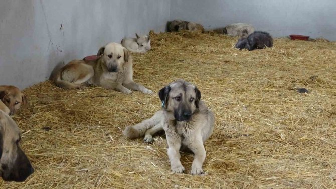 Çanakkale’de Kırsaldaki 10 Bin Sokak Hayvanı Kısırlaştırılacak