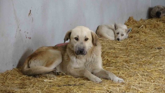 Çanakkale’de Kırsaldaki 10 Bin Sokak Hayvanı Kısırlaştırılacak