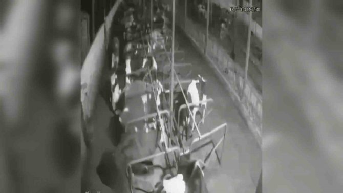 Çiftlik Hayvanlarının Depreme Verdiği Tepki Kameraya Yansıdı