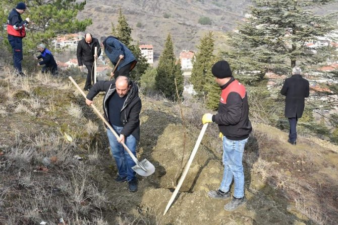 İ̇skilip Belediyesi Atıl Arazileri Meyve Bahçesine Dönüştürüyor