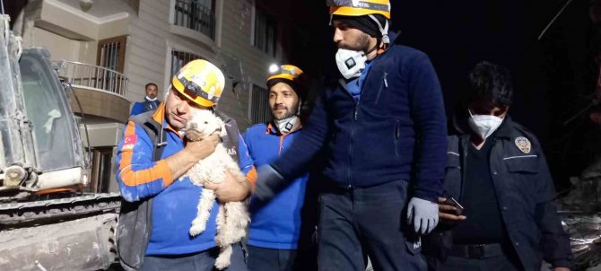 Hatay’da 25 Gün Sonra Bir Köpek Enkaz Altından Sağ Kurtarıldı